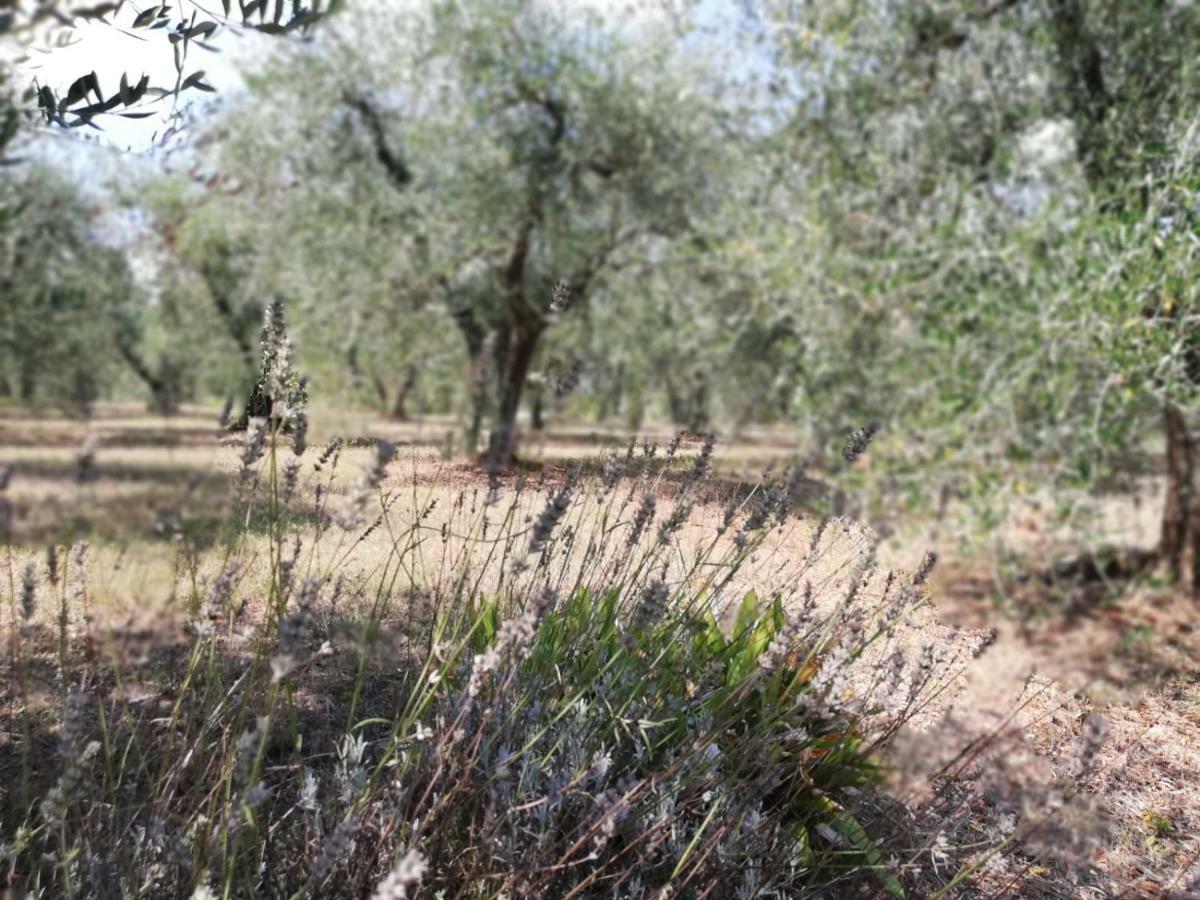 شقة Nel Chianti Lungo La Francigena كولّي فال ديلسا المظهر الخارجي الصورة